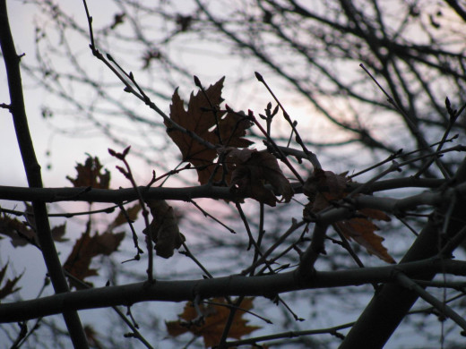 35904 (a): :1600x1200